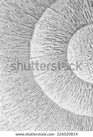 Abstract glass texture in black and white, texture, pattern, glass close up, glass lamp fragment, glass texture, abstract texture background photo in black and white