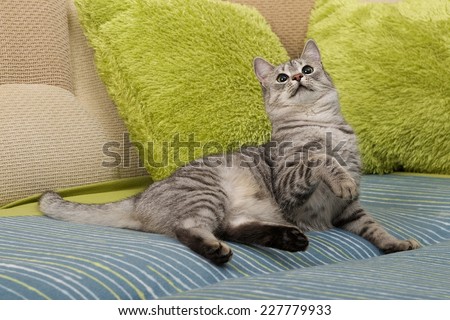 Cat, resting cat on a sofa in colorful blur background, cute funny cat close up, young playful cat on a bed, domestic cat, relaxing cat, cat resting, cat playing at home