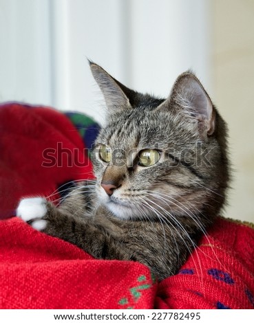 Little curious cat, only head crop, cat in blurry background with space for advertising, cat head, cute funny cat close up, domestic cat, funny cat with wide open eyes