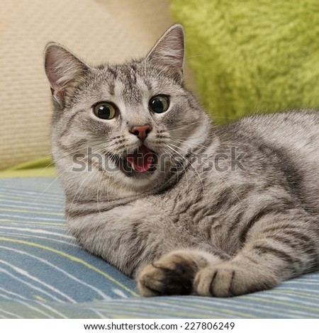 Very tired cat on a sofa, cat with open mouth, Cat portrait close up, only head crop, yawning cat close up, funny cat,relaxing cat,curious cat,cat with open mouth
