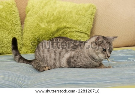 Cat, grey young cat on a sofa in blur light background, cute funny cat close up, domestic cat, relaxing cat, cat resting, grey cat, cat playing on the bed
