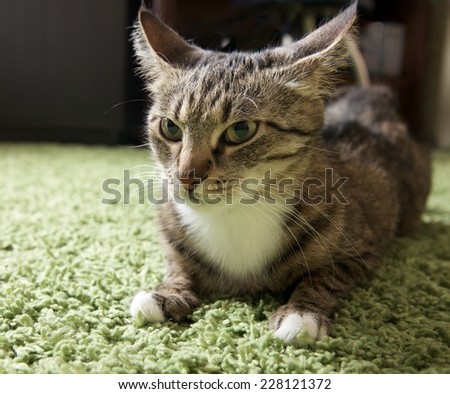 Cat portrait close up, very angry cat head crop,angry cat looking to the right, Portrait of angry domestic cat in blur dirty background, cat portrait, animals, domestic cat