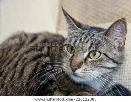 Cat portrait close up, only head crop,portrait of angry Cat, animals, domestic cat, cat with green eyes, grey cat, elegancy, resting cat on on a sofa, domestic cat