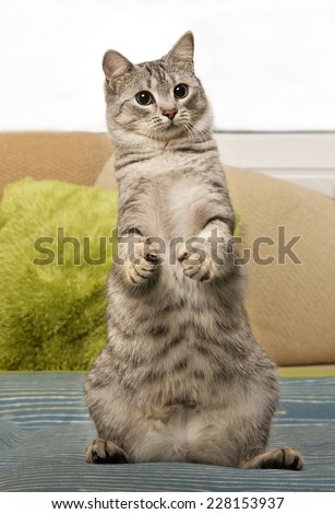 Young curious cat standing on a sofa, cute funny cat close up, domestic cat, funny cat in domestic background, cat standing, curious cat standing on 2 legs, standing cat, playing cat