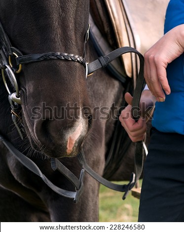Girl training horse fragment photo, girl and horse fragment, woman and horse, horse training artistic photo, body parts, conceptual photo of riding horse and girl in training moment