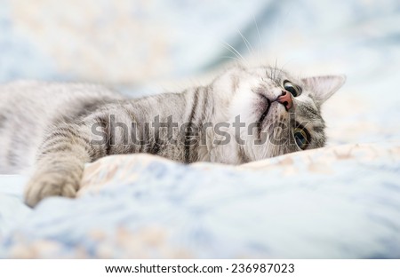 Grey cat lying on bed in nice blur warm background, curious cat, kitten