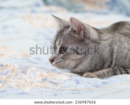 Grey cat lying on bed, playing young kitten over blur background, cat ready to jump, curious cat