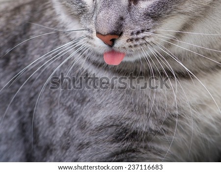 Cat portrait close up, only face crop, tongue of cat, cat face fragment photo, cat head, face of grey cat close up