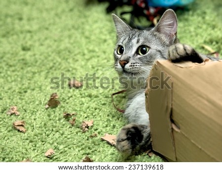 Curious cat with christmas box, cat playing with the box on Christmas time, domestic young cat, young playing cat