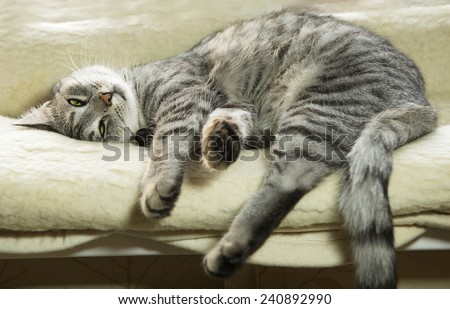 Tired cat, domestic cat near the window, tired grey cat, sleepy tired cat, cat