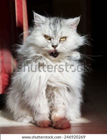 Grey domestic pussy cat, cat in blur light background, cute funny cat close up, domestic cat, relaxing cat, lazy cat on day time, angry cat