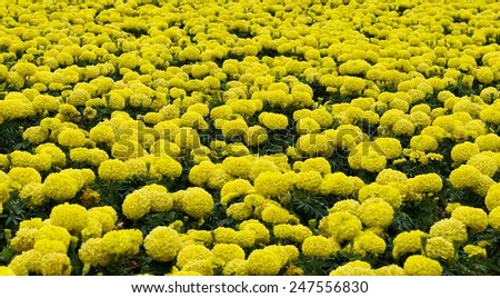 Yellow blooming flowers background, blossom flowers in winter time in Malta, yellow flowers, yellow background, flora, maltese flora
