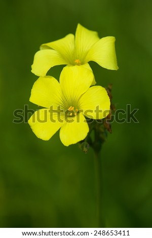Yellow flower in blur green background, spring flower, yellow blossom flower. Spring. Yellow flower close up. One flower.Maltese flora.Nature