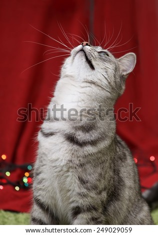 Curious and funny cat looking up in red dirty blurry background, watching cat close up, Cat portrait close up, only head crop, cat in red background, cat, cat in Christmas background