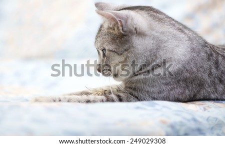 Grey cat lying on bed, tired kitten over blur background, dreaming cat, kitten, cat, domestic cat desaturated photo