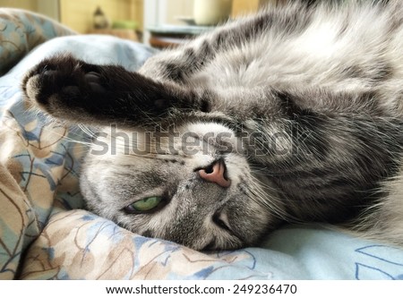 Sleeping cat on a sofa in natural home background, lazy cat face close up, small sleepy lazy cat, lazy cat on day time, sleepy cat close up, domestic animal, cat on siesta time