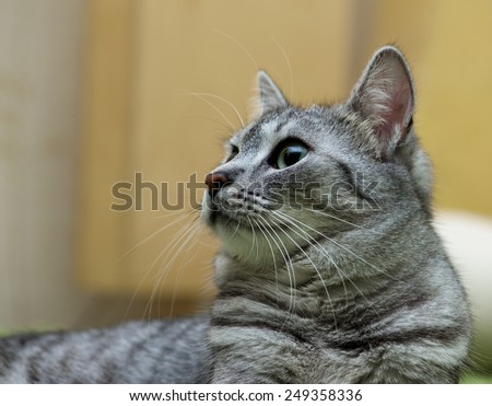 Cat face close up, cat portrait, grey serious cat, domestic cat