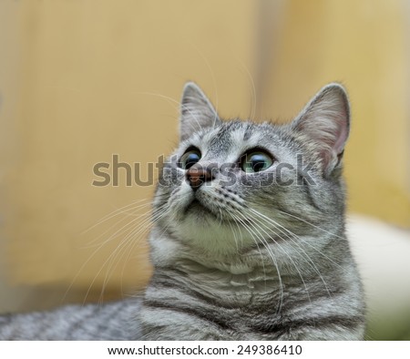 Cat with big eyes portrait, cat face close up, cat head, cat in romantic mood, curious cat, domestic animal, domestic cat, grey cat
