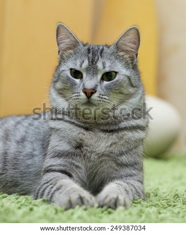 Serious cat, cat at home, proud cat, funny cat, grey cat