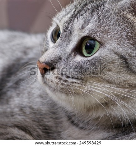 Cat head only close up, cat portrait, grey cat portrait, cat face, cat with green eyes, cat face close up
