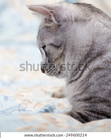 Sad cat close up, cat on siesta time, resting cat , grey domestic cat