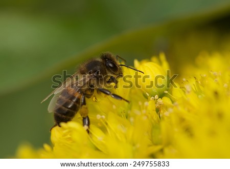 European honey bee (Apis mellifera) gathering pollen, Honey Bee harvesting pollen from yellow Blossom, honeybee, honey bee