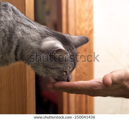 Cat taking food from man hand, cat eating from hand, man feeding domestic cat , saturated photo, low light, grey cat eating