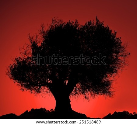 Sillouthe of One big tree and small bird in dramatic red sunset blurry background, red dramatic sunset with dirty background and sillouthe of big tree, sunset,artistic photo, conceptual photo,serenity