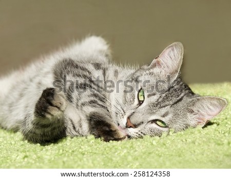 Sleeping cat in natural home background, lazy cat face close up, small sleepy lazy cat, domestic animal on siesta time,desaturated photo, young playful cat, cat playing, cat in dirty blur background