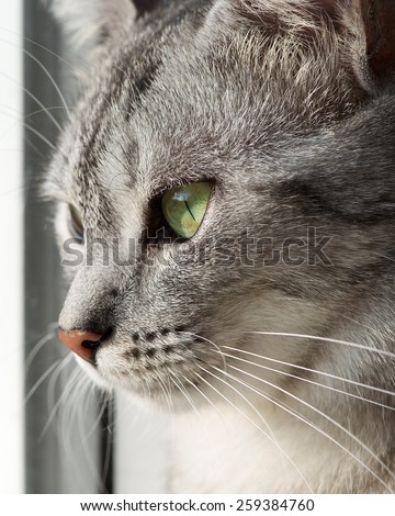 Cat portrait close up, only head crop, looking straight, cat in light dirty background with space for advertising and text, cat head only, grey serious cat
