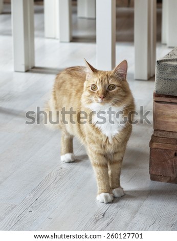 Little brown cat in animal shelter, curious cat, sad cat in blurry background, brown cat
