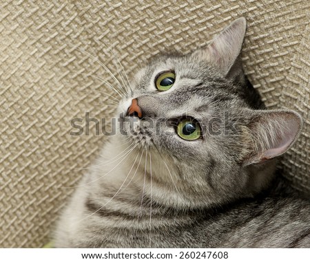 Grey cat portrait close up, domestic cat portrait, cat in romantic mood, romantic cat, domestic animal, domestic cat in natural blurry background, cat looking up, square photo
