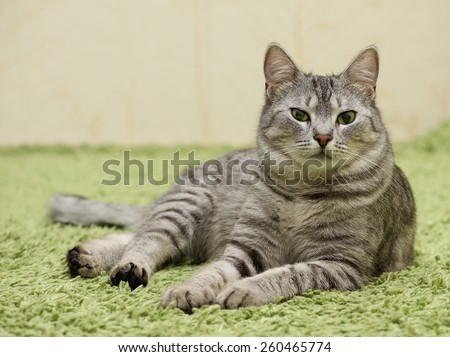 Serious cat, cat at home, proud cat, funny cat, grey cat, domestic animal, grey serious cat in blurry background, fat cat