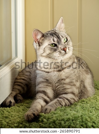 Cat, resting cat in natural warm blur background, young playful cat, domestic cat, relaxing cat, cat resting, elegant cat in low iso photo, noise