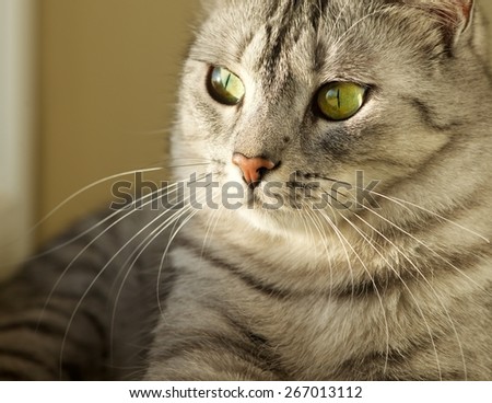 Resting cat, Cat portrait close up, only head crop, looking curious, cat in light background and space for advertising and text, cat head