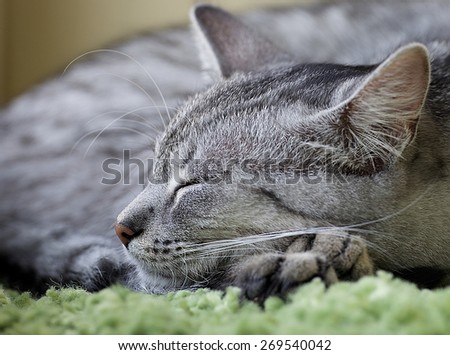 Domestic animal, grey sleeping cat in blurry background, concept, cat portrait close up, sleepy cat in noisy background