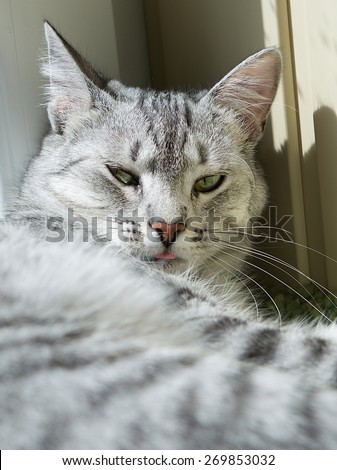Cat portrait close up, only head crop, cat with pleading stare at the viewer with space for advertising and text, cat head, resting cat