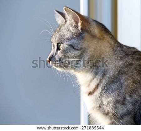 Young curious cat looking through the window on warm sunset light, cat on evening light, Cat portrait close up, only head crop, space for advertising and text, cat head