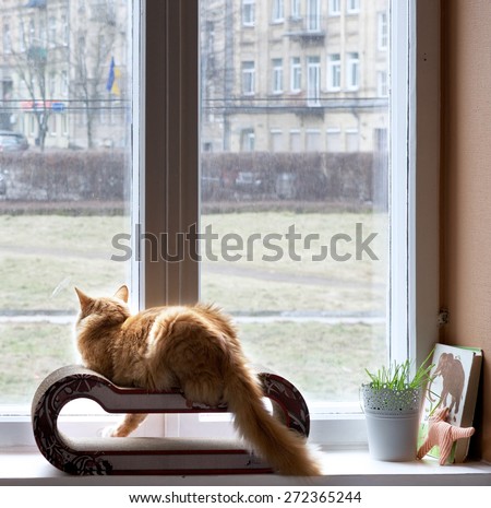 Cat looking through the window to the street in sunset warm background, domestic cat, cat at home