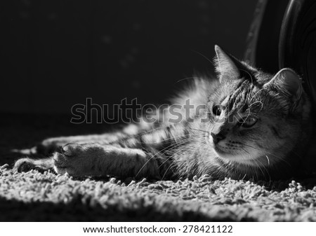 Happy calm cat portrait behind sun in black and white resting at home. Cat in a shadow. Cat on a sun. Black and white photo with shadows. Sharp. Black and white