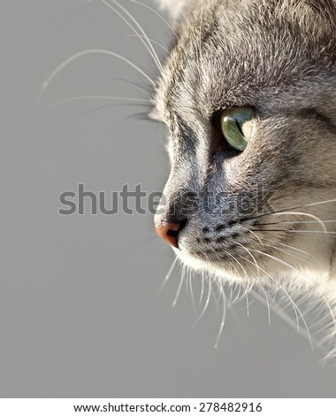 Cat portrait close up, only head crop, looking down, cat in light brown and cream looking with pleading stare at the viewer with space for advertising and text, cat head