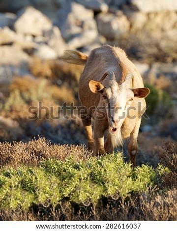 One big wild goat in the mountains on early morning sunrise, popular animal in Greece islands, goat, wild goat, goat in Tilos island, wild goat in sunrise light, typical wild animal in Tilos island