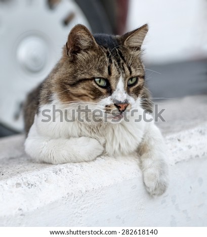Cat portrait close up, serious looking cat in blurry background looking at the viewer with space for advertising and text, cat resting in the street on day time, lazy cat, funny cat, street cat