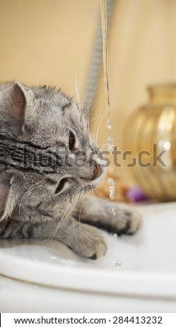 Cat portrait close up, cat drinking water in the bathroom, wet cat, cat playing with water in the bathroom, cat playing with water, cat head, funny cat
