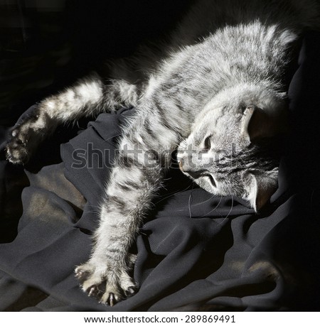 Grey tired cat in grainy noisy dark background, conceptual photo of sleepy cat in natural dark background