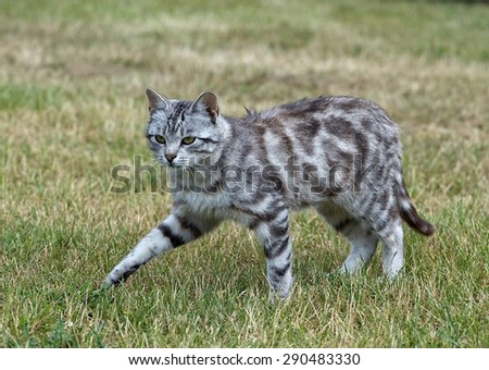 Wild cat in green grass background on cloudy day, serious cat outside, cat leopard walking in the yard