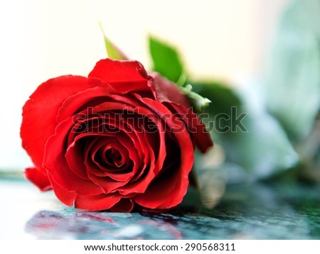 Red rose, Beautiful red rose with water droplets after rain in blurry grainy background, Love Flower, Rose on wedding day, Valentine\'s day, red flower