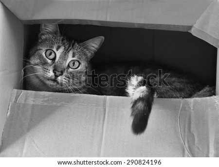 Cat hiding in the box in black and white photo, cat in the box,  curious cat, B&W photo, young beautiful cat