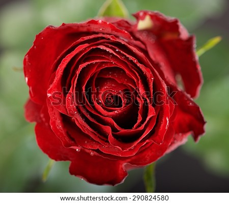 Red rose, Beautiful red rose with water droplets after rain in blur background, Love Flower, Rose on wedding day, Valentine\'s day, red flower fresh