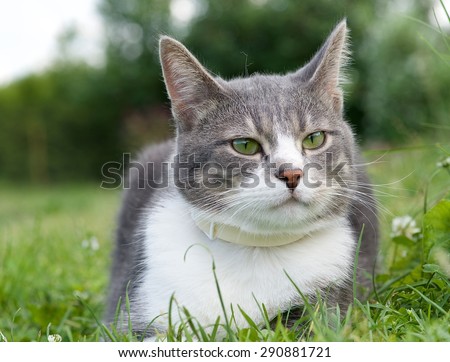 Serious cat, proud cat, funny cat, grey cat, domestic animal, grey serious cat in blurry nature background, fat cat, cat close up,domestic animal, serious cat